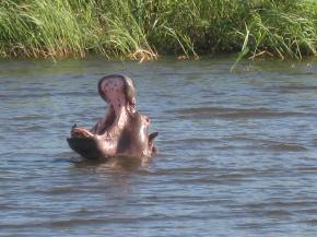 Hippo in the Zambezi River