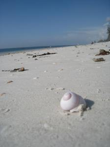 Seashell on the shores of Mombasa