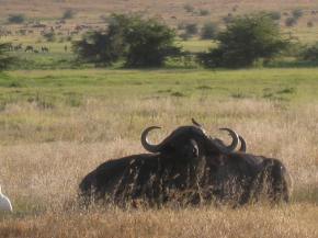 African Buffalo in the Ngorongoro Crater