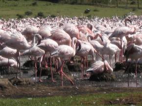Flamingos near Lake Navaisha